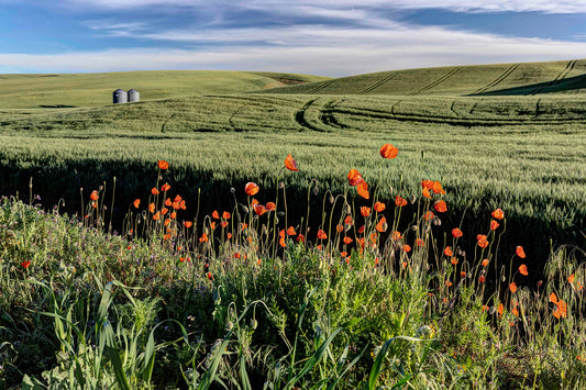 Palouse Orange Poppies