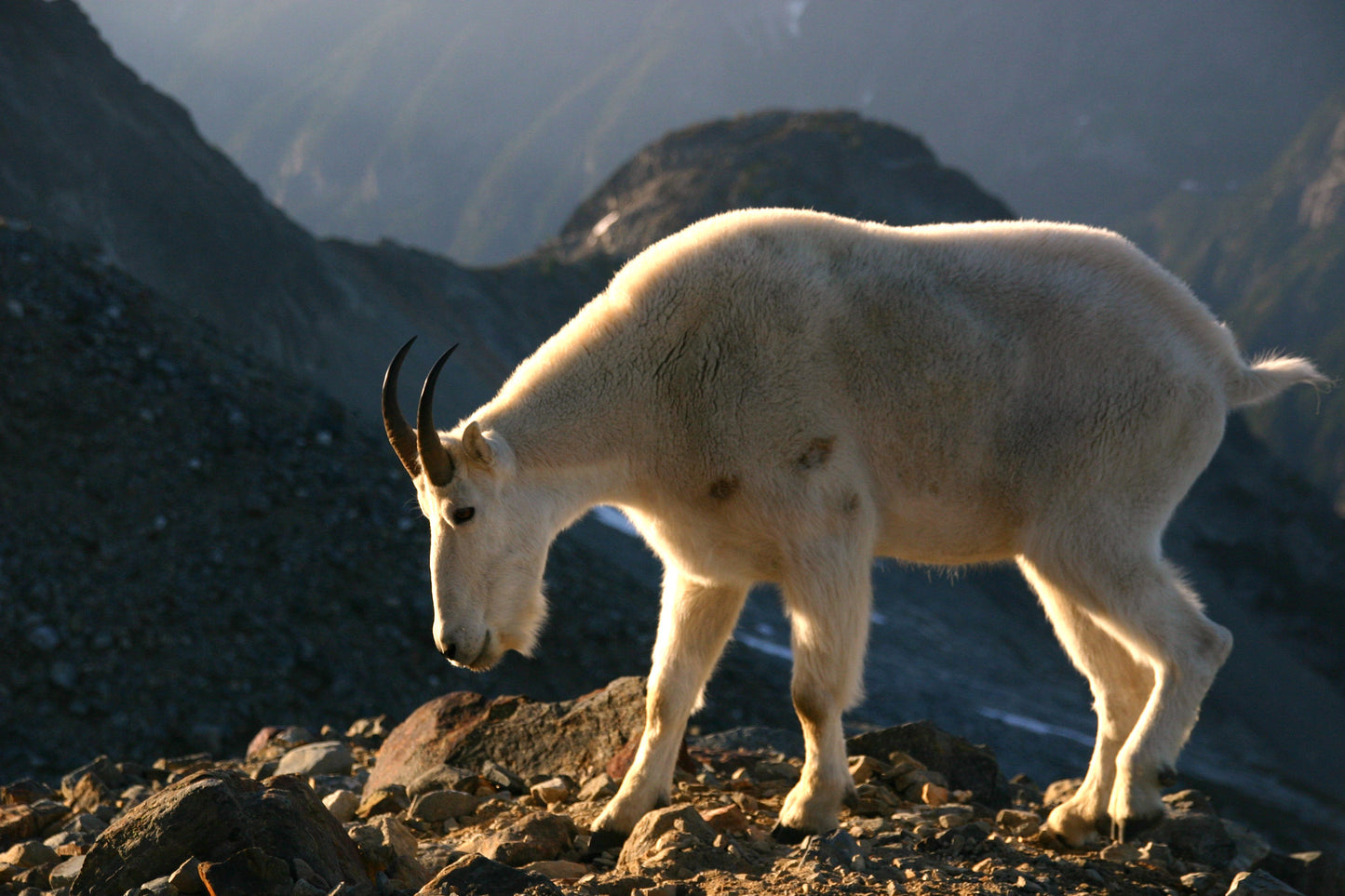 North Cascades Mountain Goat