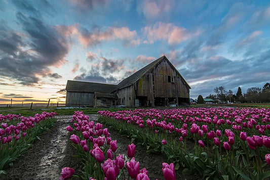 Red Tulips and Barn