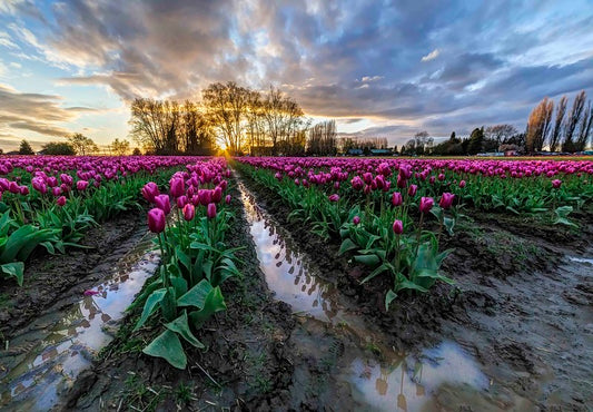Rows of Pink Tulips at Sunset
