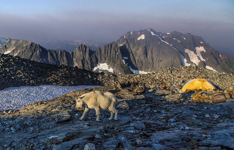 Sahale Glacier Camp Mountain Goat, North Cascades NP