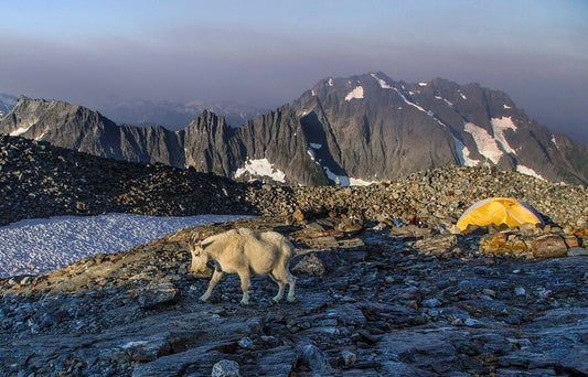 Sahale Glacier Camp Mountain Goat, North Cascades NP