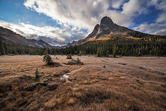 Liberty Bell and Larch