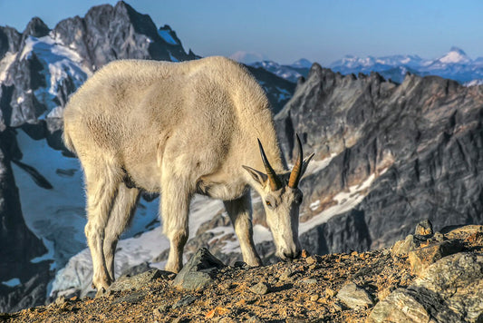 Sahale Glacier Camp Mountain Goat, North Cascades National Park