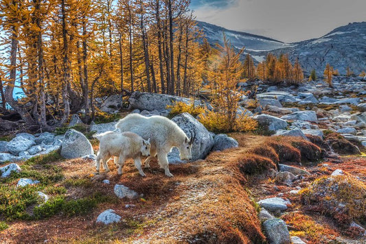 Mountain Goats, Enchantments