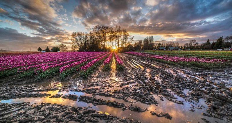 Tulips and Mud at Sunset