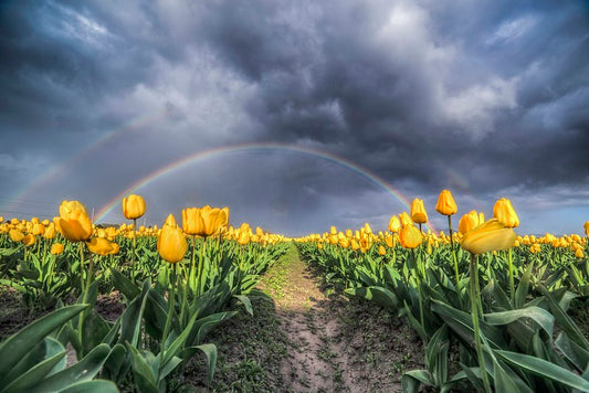 Yellow Tulips and Rainbow