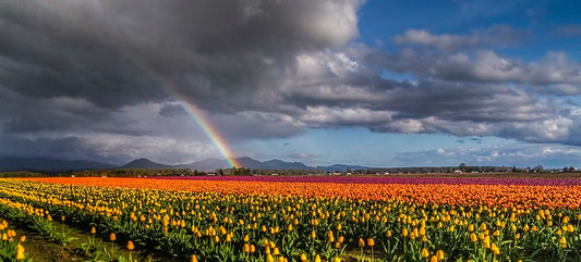 Tulips and Rainbow