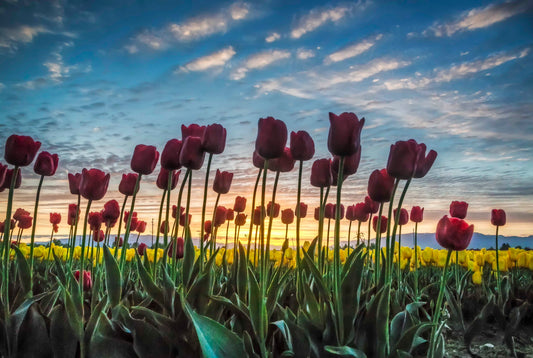 Red Tulips and Perfect Sunrise