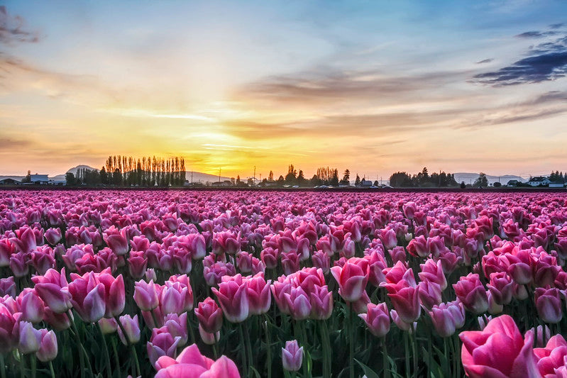 Pink Tulips Aglow