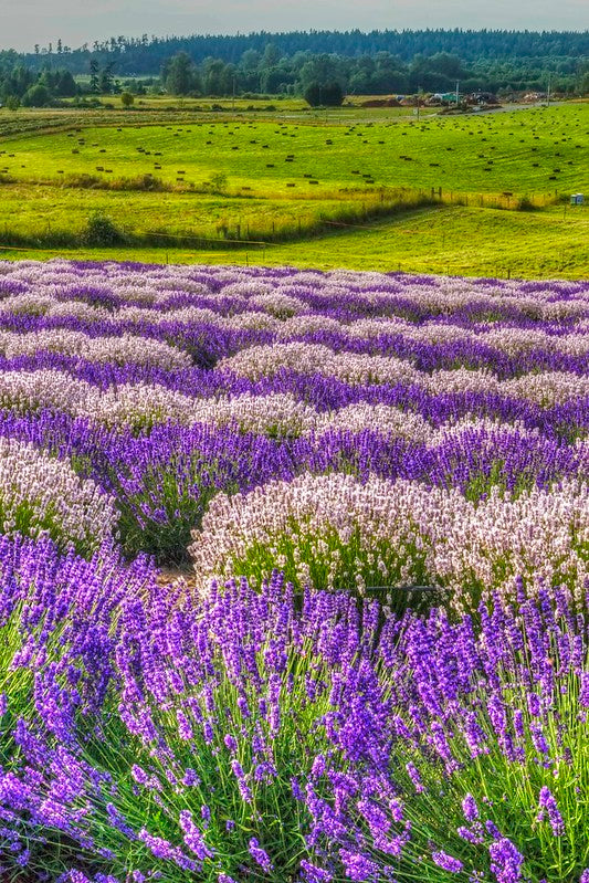 Sequim Lavender Festival