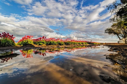 Red Tulips and Reflections