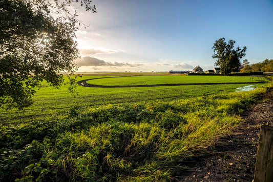 Fir Island Fields at Sunrise
