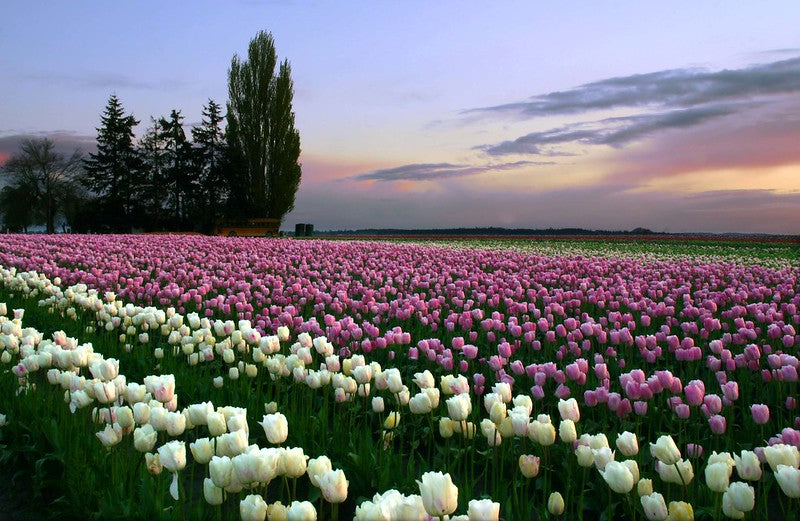 Pink and White Tulips