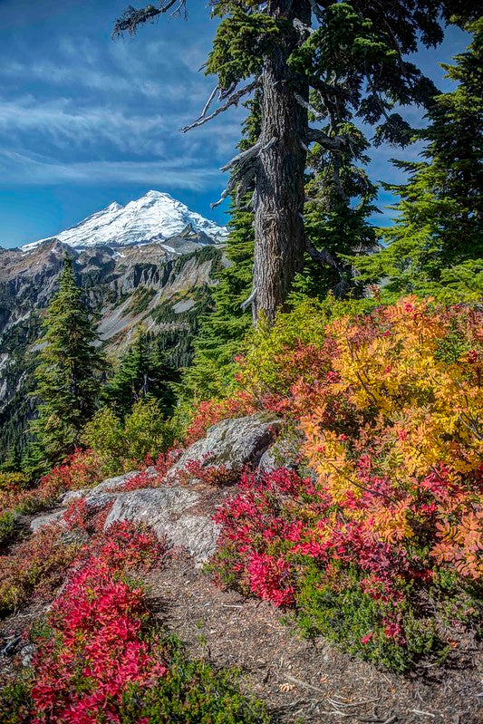 Mount Baker from Artist Point