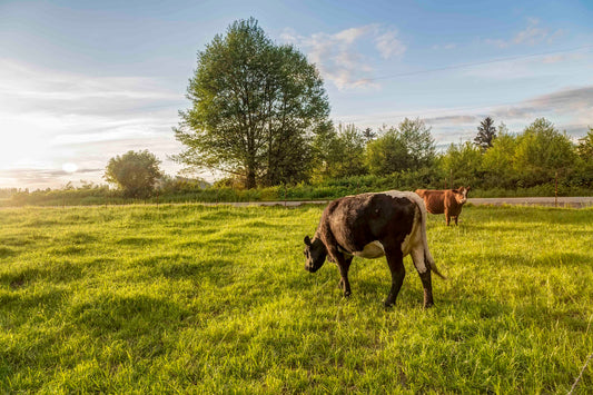 Skagit Valley Cows