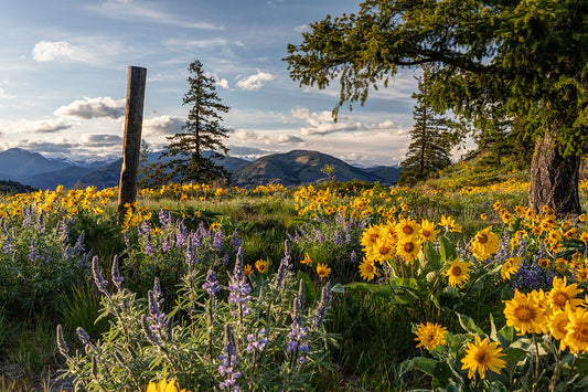 Wildflowers at Sunset, Sun Mountain