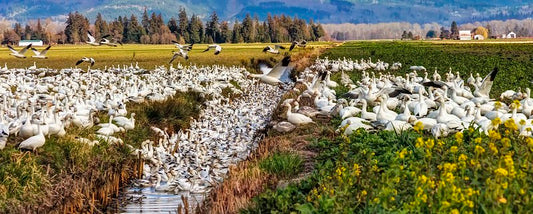 Skagit Valley Snow Geese Panorama