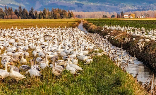 Skagit Snow Geese