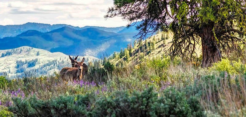 Deer at Sun Mountain