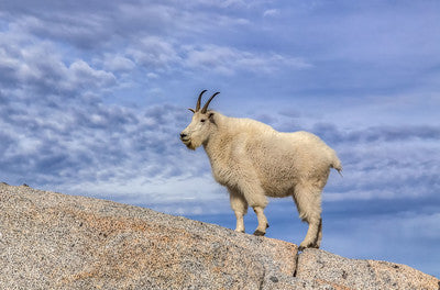 Enchantments Mountain Goat