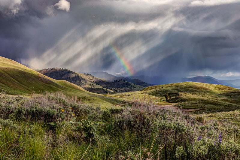 Methow Valley Rainbows
