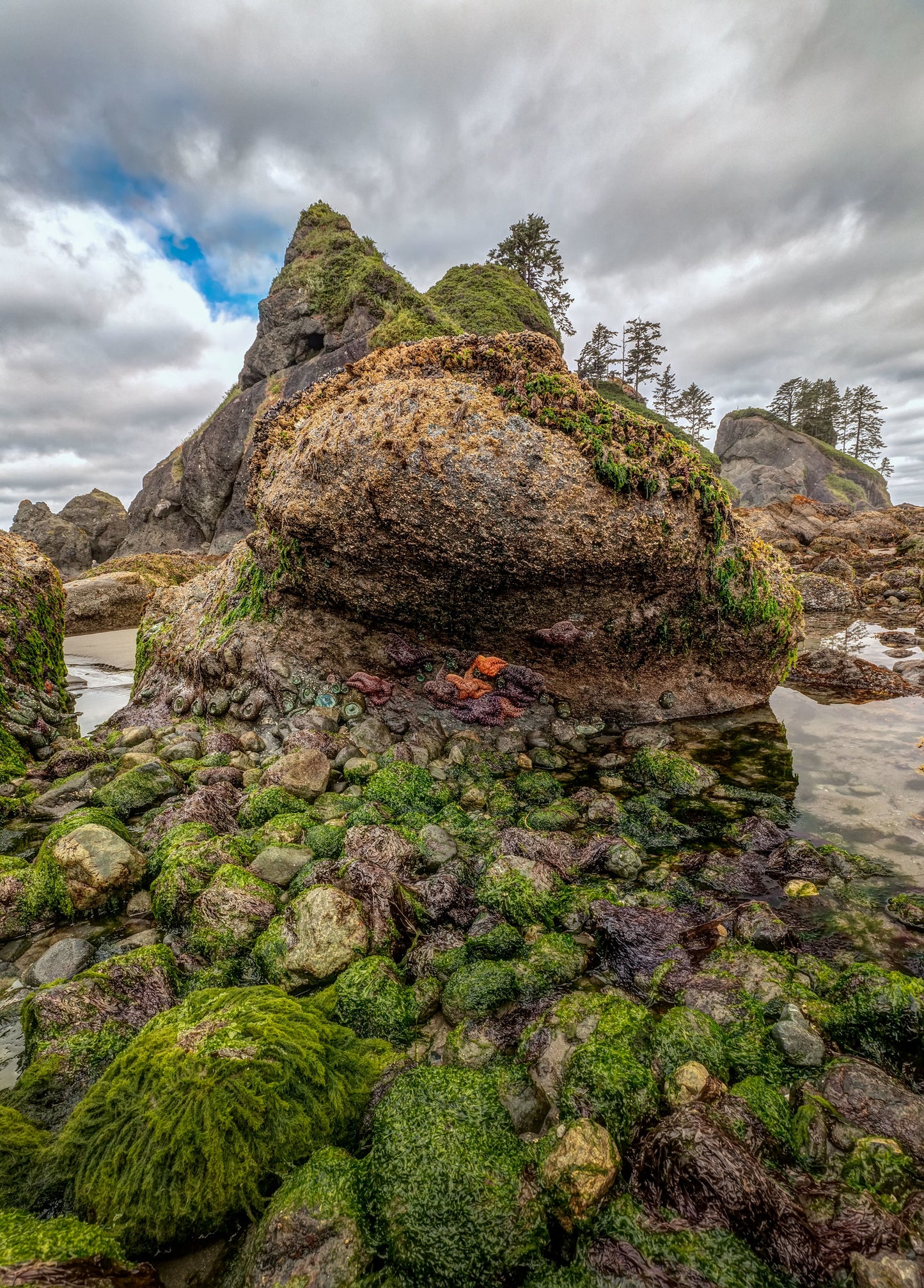 Sea Stacks Point of the Arches, Olympic National Park