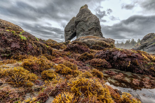 Point of the Arches, Olympic National Park