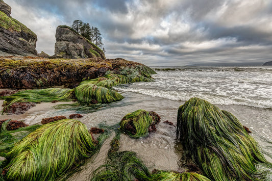 Sea Stacks Point of the Arches, Olympic National Park