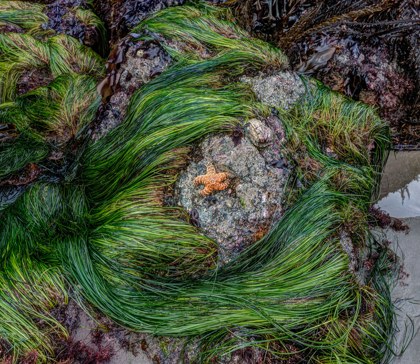 Sea Shore Point of the Arches, Olympic National Park