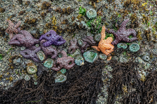 Sea Life at Point of the Arches, Olympic National Park