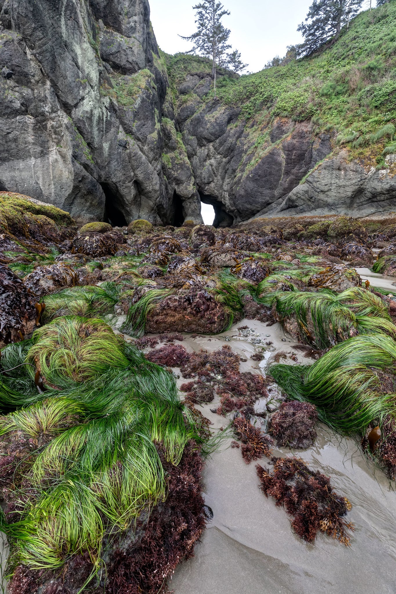 Point of the Arches at Low Tide, Olympic National Park
