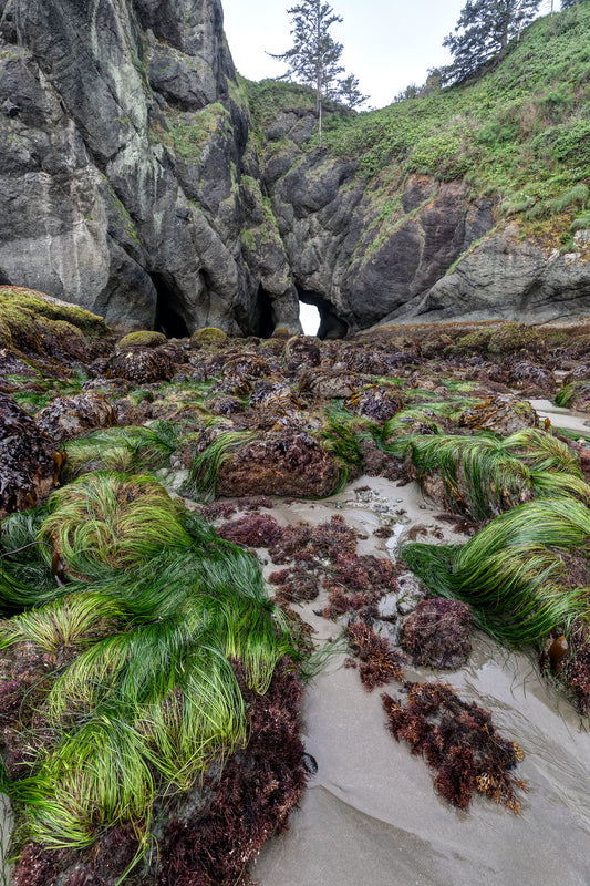 Point of the Arches at Low Tide, Olympic National Park