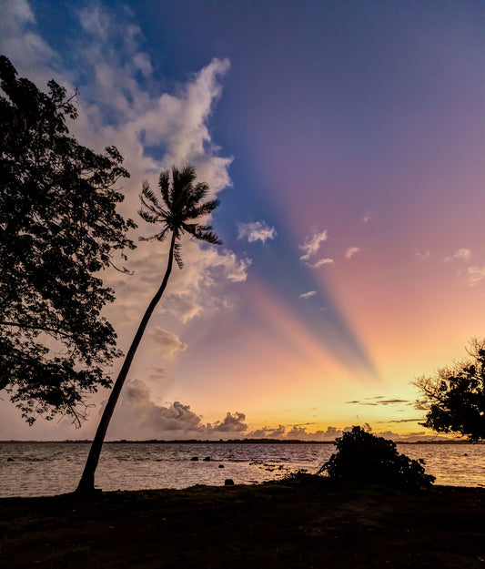 Lone Palm. Bora Bora, French Polynesia