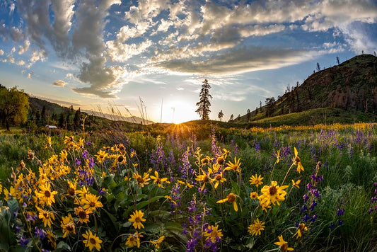 Methow Valley Wildflowers