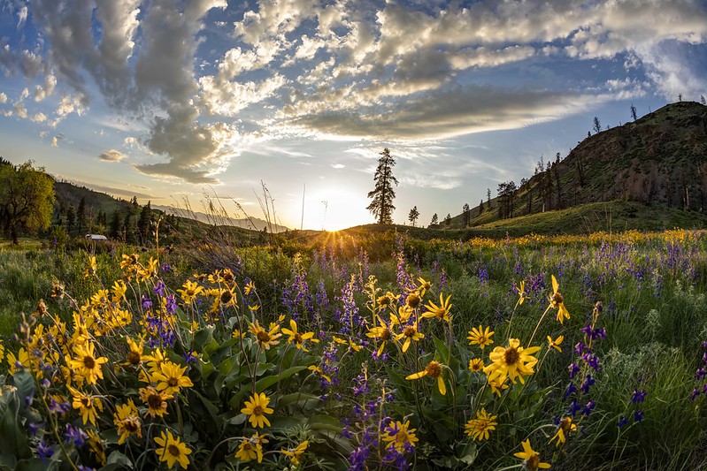 Methow Valley Wildflowers – Andy Porter Photography