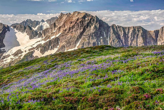 Wildflowers on Sahale Arm, North Cascades National Park