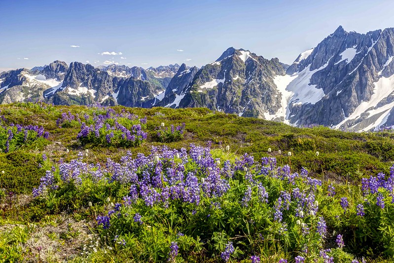 Sahale Arm Wildflowers