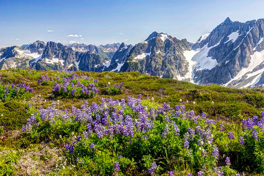 Sahale Arm Wildflowers