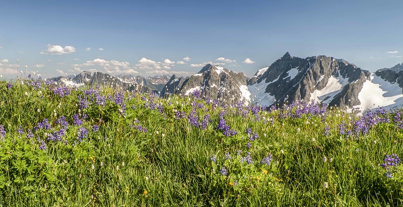 Sahale Wildflower Panorama