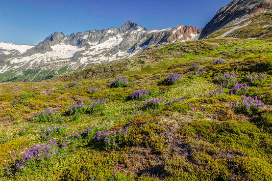 Forbidden Peak and Wildflowers