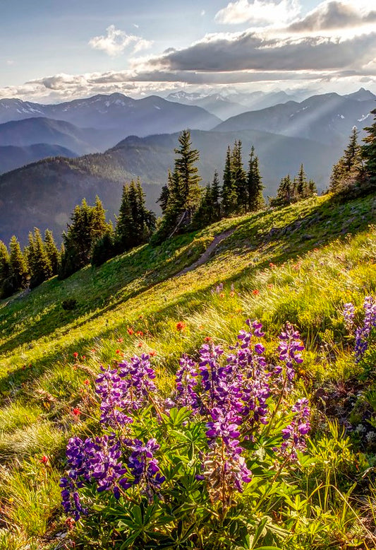 Lakeview Ridge Wildflowers, Pasayten Wilderness