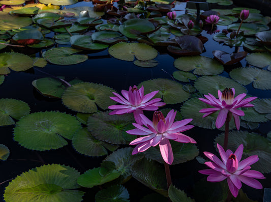 Chicago Botanical Gardens