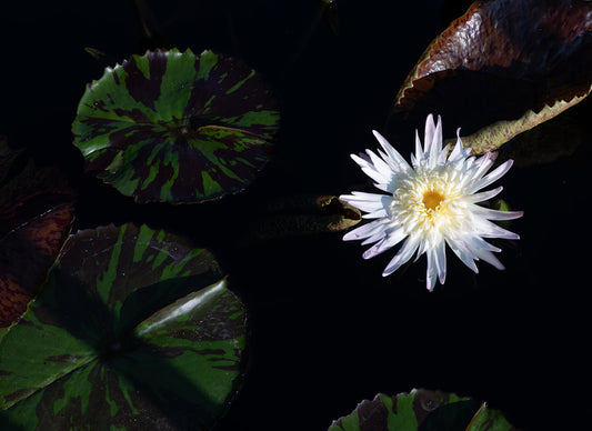 Chicago Botanical Gardens