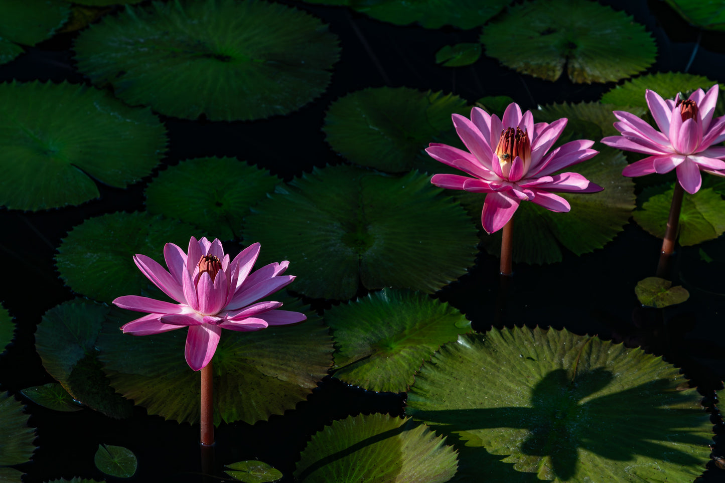 Chicago Botanical Gardens