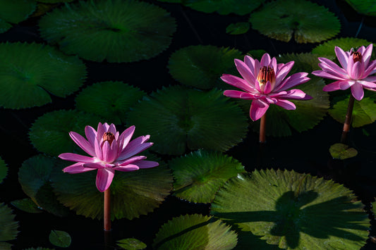 Chicago Botanical Gardens