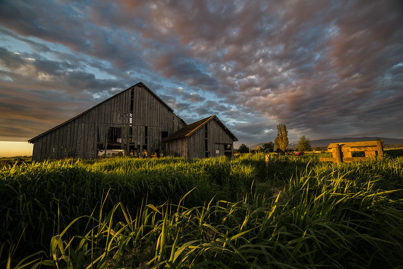 Skagit Valley Barn Sunset