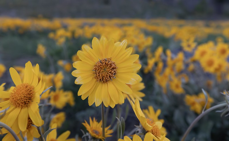 Sun Mountain Balsamroot
