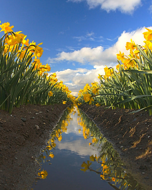 Dueling Rows of Daffodils