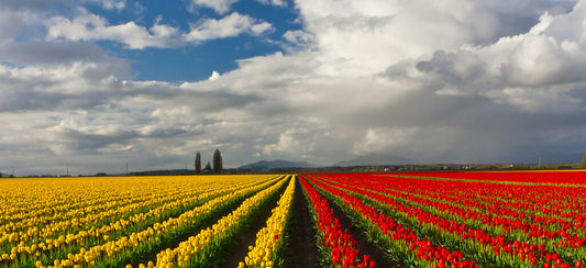 Dueling Rows of Tulips
